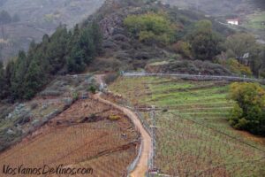 Cuando lo visitamos, el viñedo de San Mateo se encuentra bajo el “cielo” de la calima, si bien habitualmente se encuentra “sobre” el cielo formado por